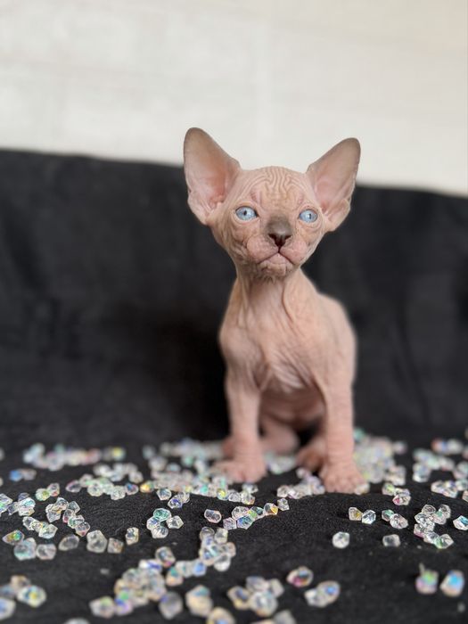 Sphynx cu pedigree si teste