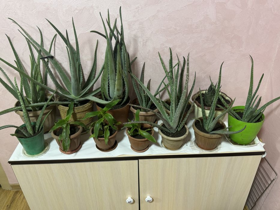 Продаются домашние цветы с горшком.