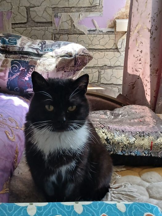 Дарю красивую Кошку!