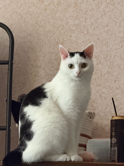 Отдам в добрые руки