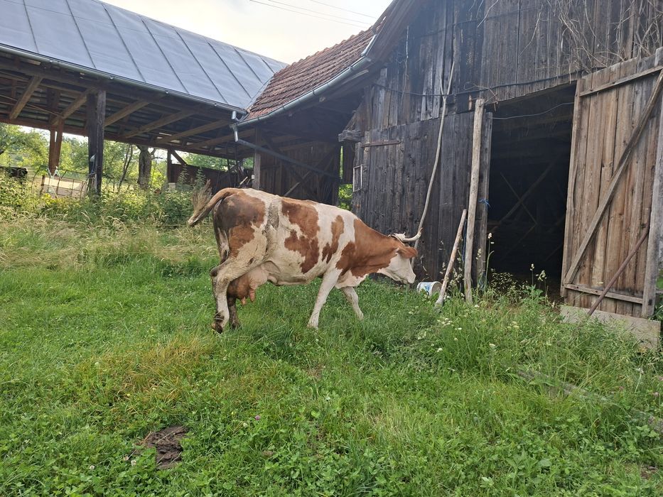 Vând vaca cu lapte