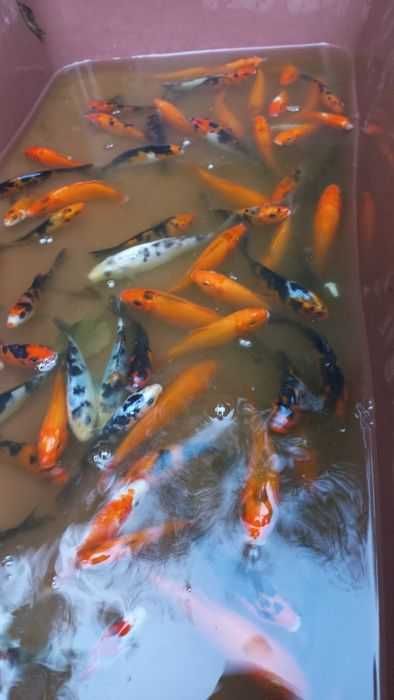 Риби японски шаран  КОИ 15/20 см