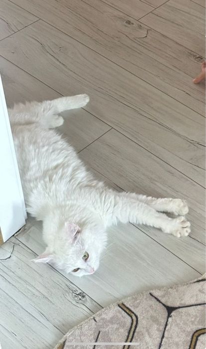 мысық берем бесплатно