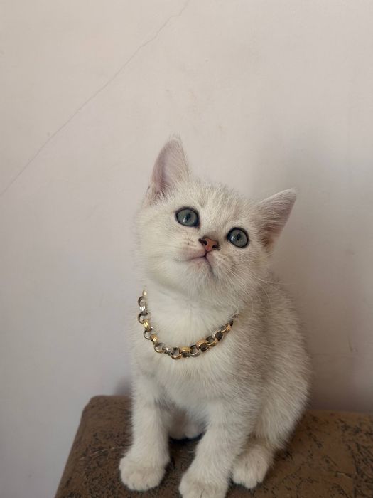 Котят мушук болалари