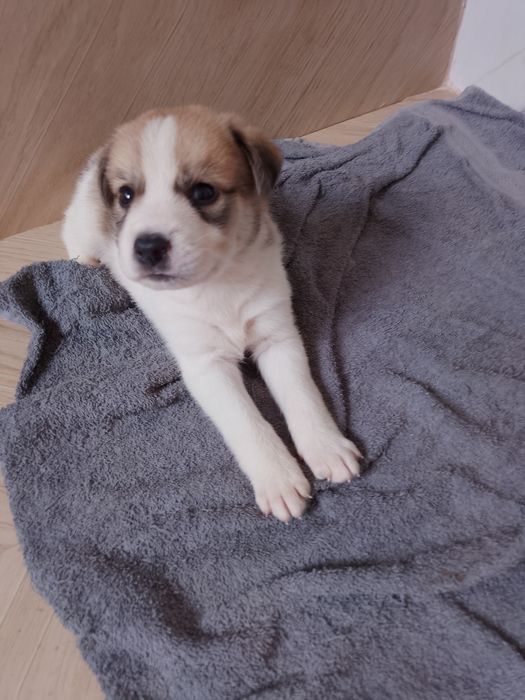 Adoption câtel....