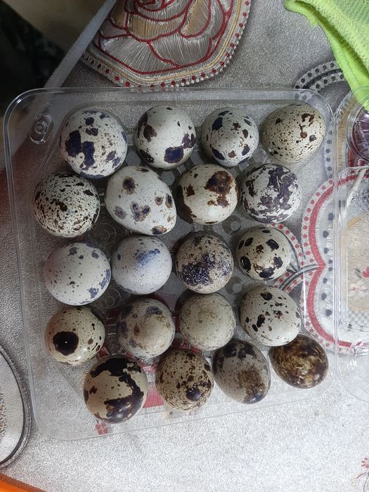 Перепелиные яйца