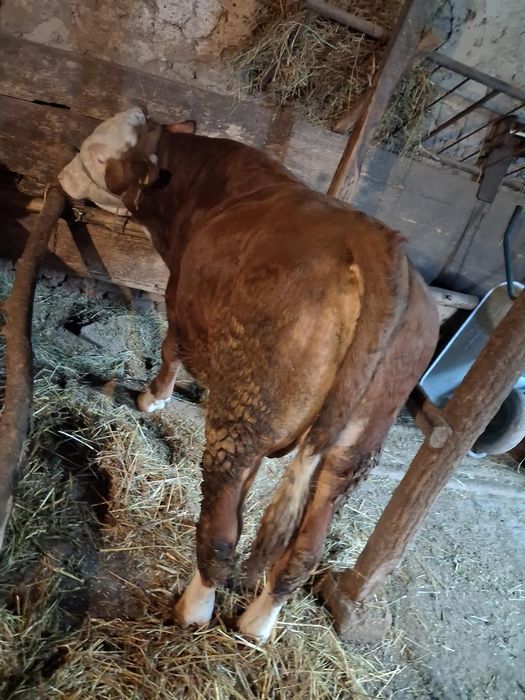 Taur baltata Romaneasca