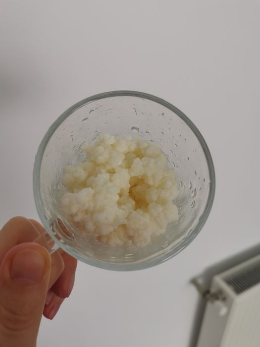 Ciupercă  chefir, zona Crângași