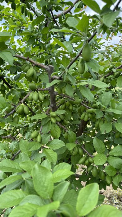 Продава се Земеделски имот в с. Крислово, Област Пловдив -  кв.м за 2267 €/дка - Снимка #6