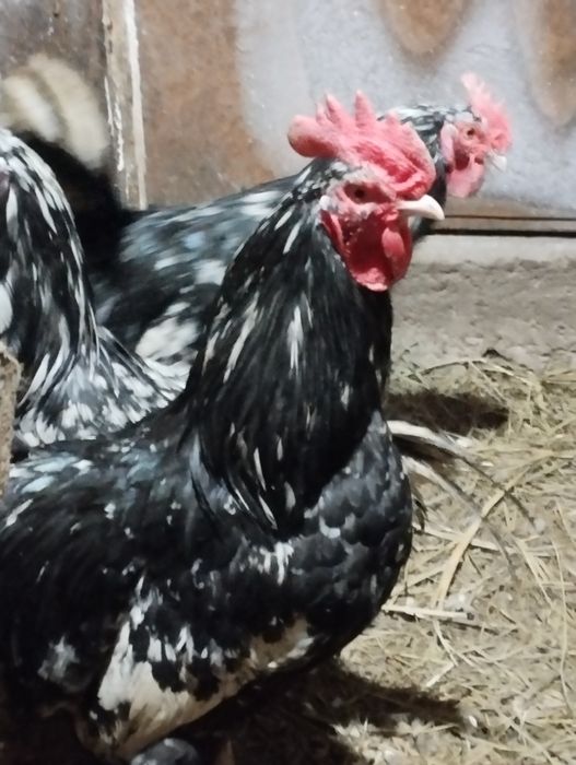 Продам петушков австролорп