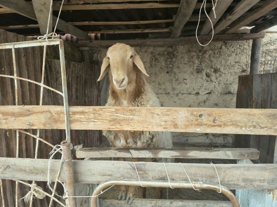 Баран қой қошқар