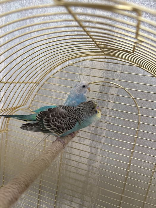 Попугаи волнистые