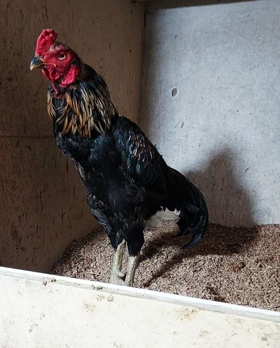 Дакан бойцовский петух