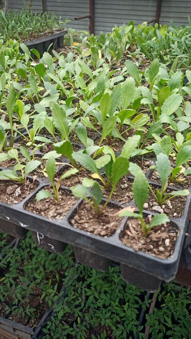 Цветы рассада бархатцы и др.