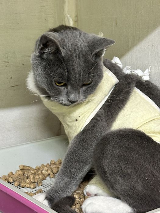 Кошечка Дымка ищет дом