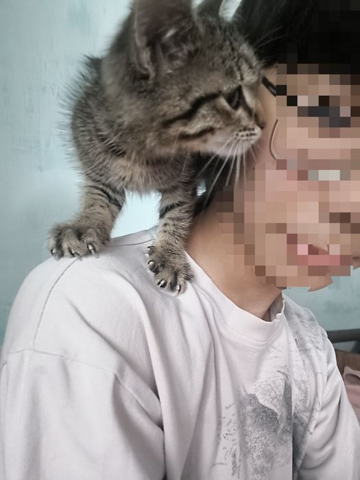 Котенок, отдам в добрые руки