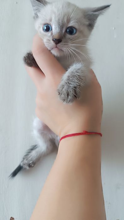 Котята ищут дом!