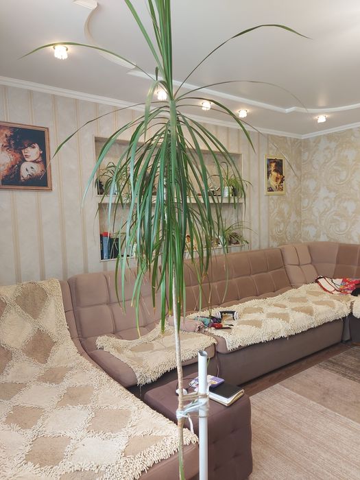 Продам Драцену стебель 180 см.