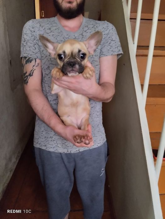 Щенки французского бульдога