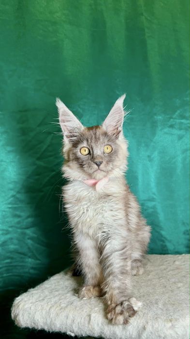 Котята породы Мейе-кун.