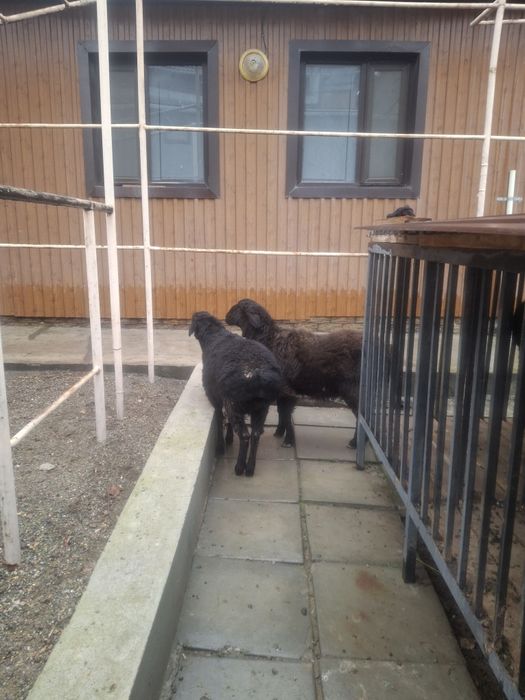 Тоқтылар бар семиз