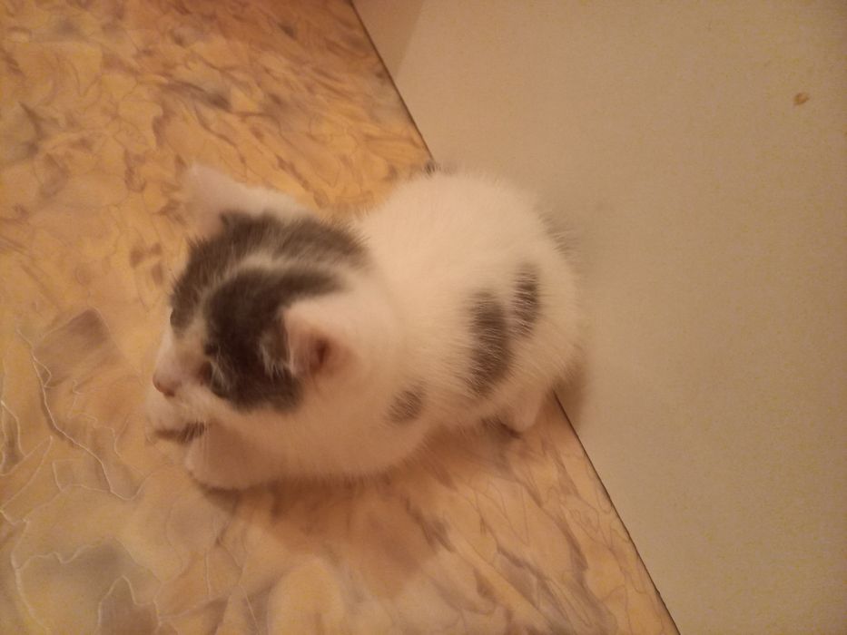 Котята  мальчики один месяц