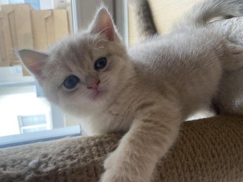 Кремовые Британские котята
