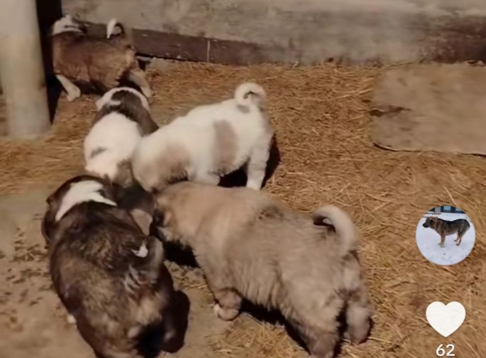 Кушиктер сатылады