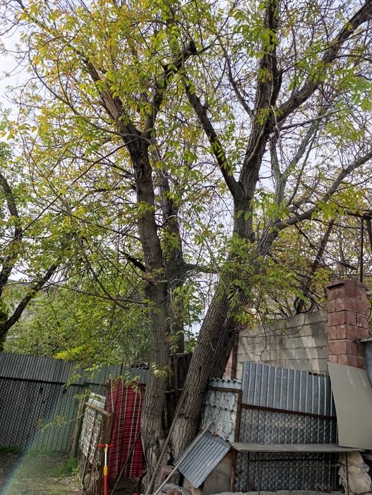 Дерево грецкого ореха