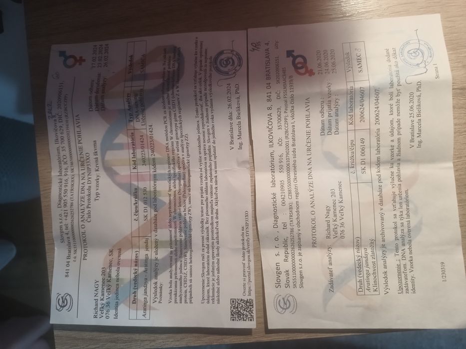 Papagali aratinga jandaia