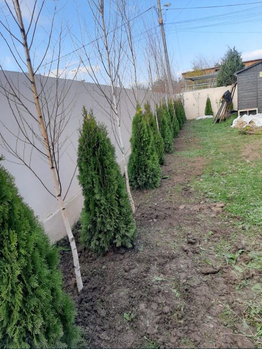 Plante ornamentale tuia smarald leilandi