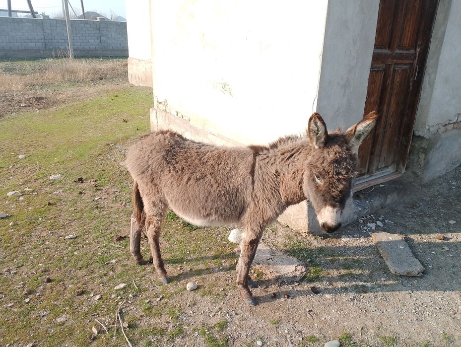 Ешек (айғыр) сатылады