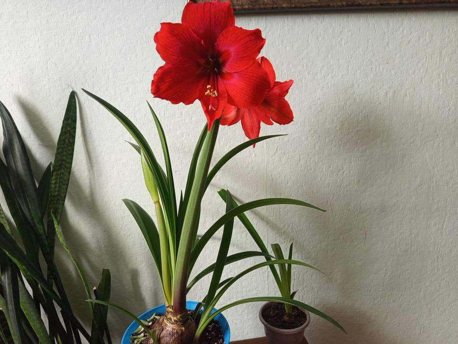 Продам комнатные цветы