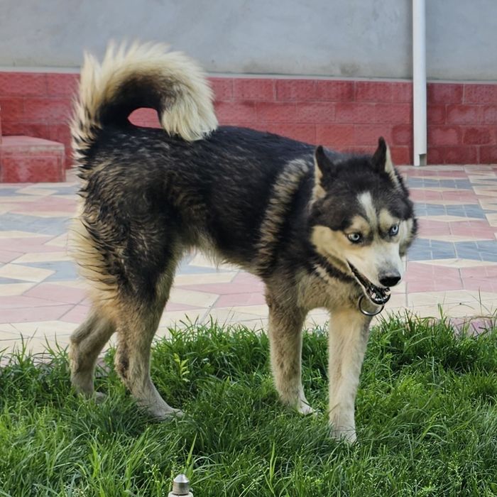 Haski sotiladi 2 yosh