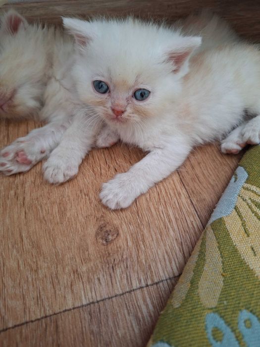 Котята очень красивые