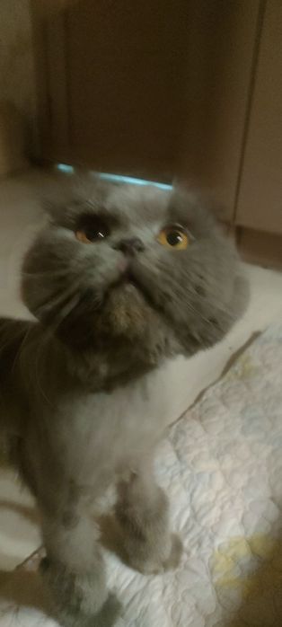 МЕГА Ласковый кот с принадлежностями!