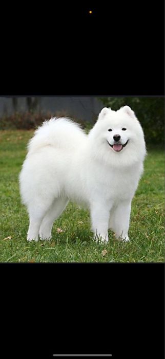 Отдам срочна в хорошие сибирскую самоедку фото реальный