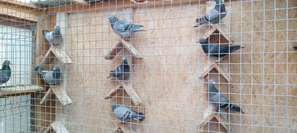 Desfiintez crescătoria