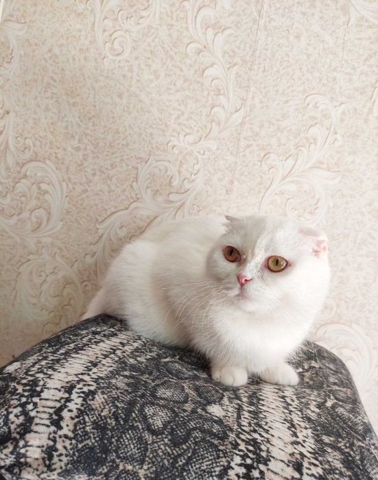 Продаются шикарные элитные  котята