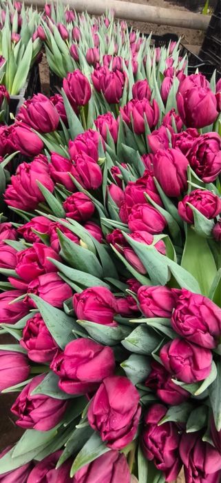 Тюльпаны оптом 8 марта