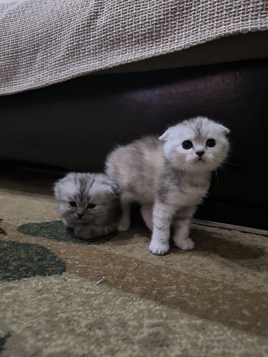 Продам котят полуперс- британец