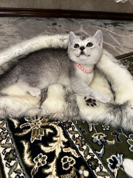 Скоттиш страйт серебристая шиншилла