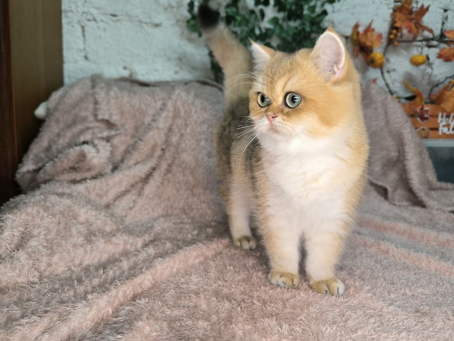 Vand motanel Scottish straight golden chinchilla