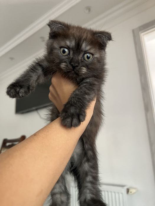 Котик шиншила вислоушка