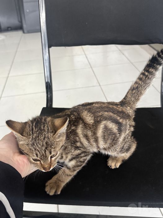 Отдается котенок (девочка) срочно!