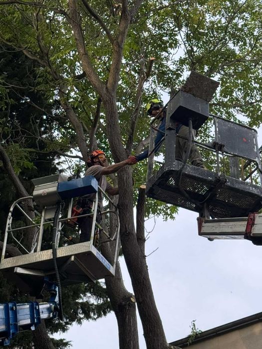 Арборист - Стара Загора