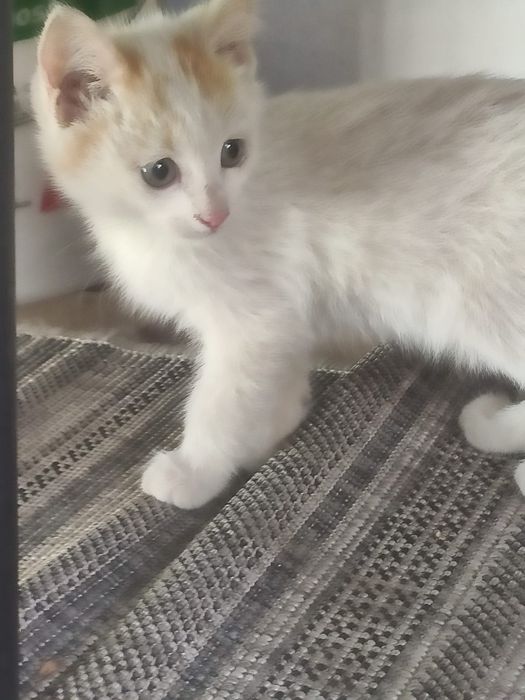 Отдам котика в доброе руки