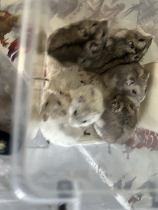 Donez pui de hamsteri