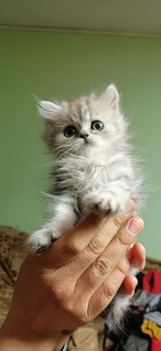 Котёнок британский длинношерстный