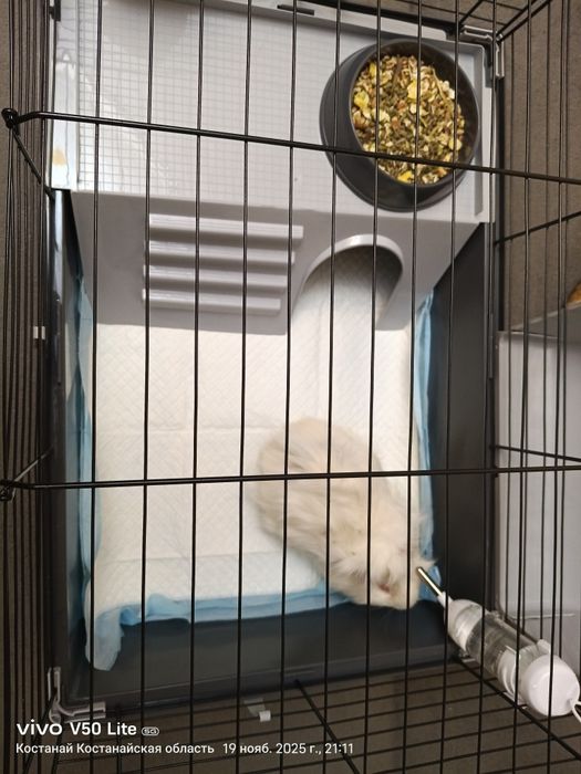 Морская свинка с клеткой 10к